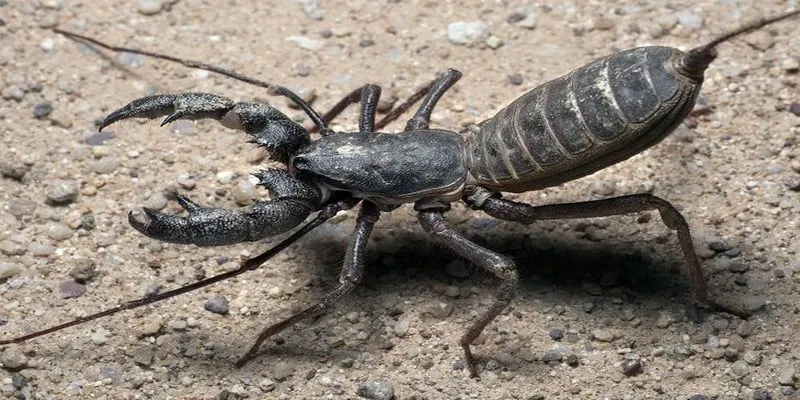 Thông điệp chiêm bao thấy bị bọ cạp cắn