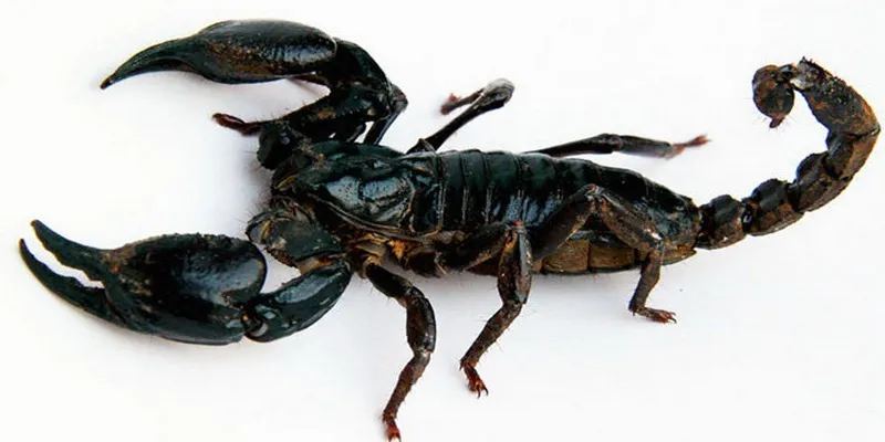 Mơ thấy bọ cạp mang đến ý nghĩa là bạn sẽ có một sự nghiệp rộng mở