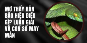 Nằm mơ thấy rắn bk8